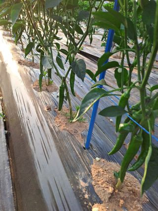 백봉2리밭농사곡식님의 고추 · 영농일지 작성글 사진