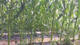 위수강님의 옥수수 · 영농일지 작성글 사진