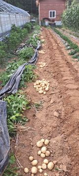 팜모닝 감자·영농일지 게시글 이미지