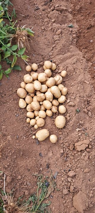 이계대님의 감자 · 영농일지 작성글 사진