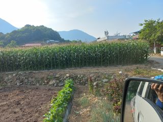 변사또님의 옥수수 · 영농일지 작성글 사진