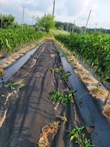 팜모닝 고추·영농일지 게시글 이미지