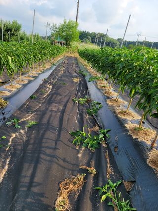 김성자님의 고추 · 영농일지 작성글 사진