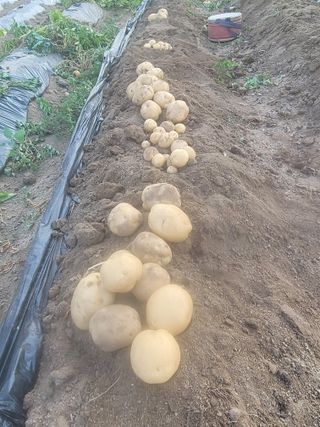 김성자님의 고추 · 영농일지 작성글 사진