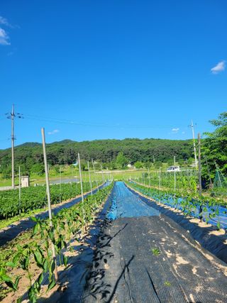 김성자님의 고추 · 영농일지 작성글 사진