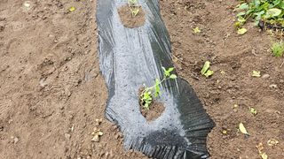 김제일주농장님의 들깨 · 영농일지 작성글 사진