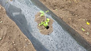 김제일주농장님의 들깨 · 영농일지 작성글 사진