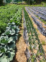 팜모닝 파·영농일지 게시글 이미지