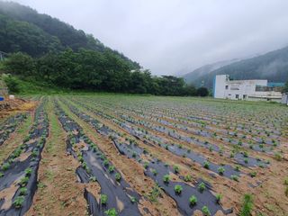 반디불 농원님의 콩 · 영농일지 작성글 사진