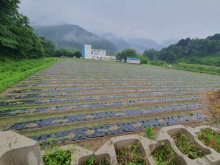 반디불 농원님의 콩 · 영농일지 작성글 사진