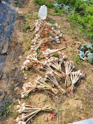 핸즈F 보리님의 마늘 · 영농일지 작성글 사진