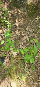 팜모닝 기타작물·영농일지 게시글 이미지