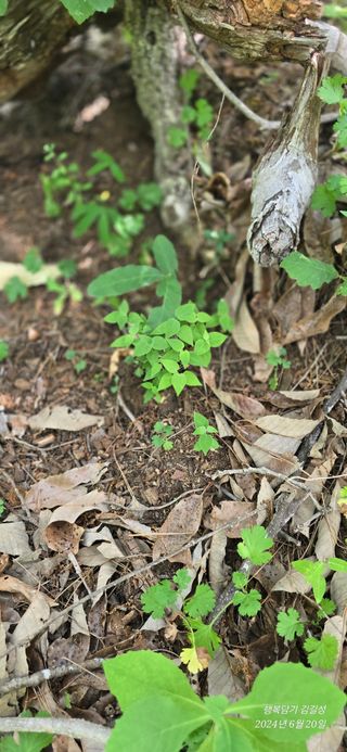 김길성님의 기타작물 · 영농일지 작성글 사진