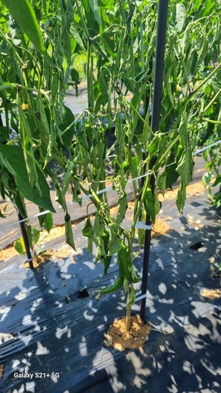 실령님의 고추 · 영농일지 작성글 사진