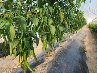 아침못자연농원님의 고추 · 영농일지 작성글 사진