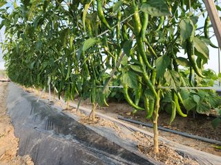 아침못자연농원님의 고추 · 영농일지 작성글 사진