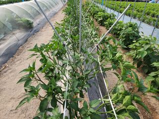 아침못자연농원님의 고추 · 영농일지 작성글 사진