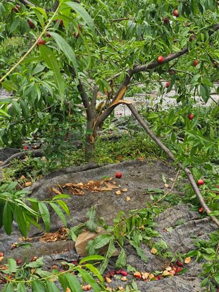 초짜농부님의 자유주제 · 자유게시판 작성글 사진