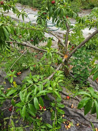 초짜농부님의 자유주제 · 자유게시판 작성글 사진