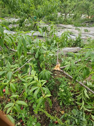 초짜농부님의 자유주제 · 자유게시판 작성글 사진