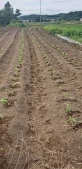 팜모닝 들깨·영농일지 게시글 이미지