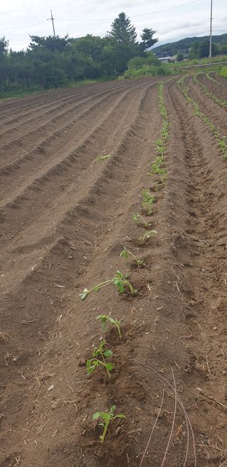 조현석님의 들깨 · 영농일지 작성글 사진