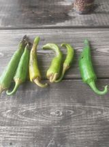 팜모닝 고추·영농일지 게시글 이미지