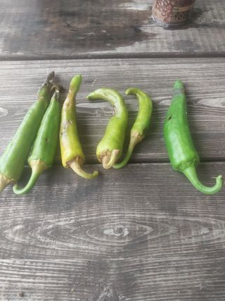 김석율님의 고추 · 영농일지 작성글 사진