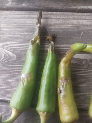 김석율님의 고추 · 영농일지 작성글 사진