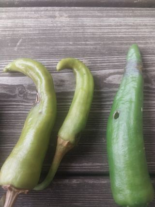 김석율님의 고추 · 영농일지 작성글 사진