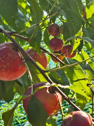 호박17099님의 복숭아 · 영농일지 작성글 사진