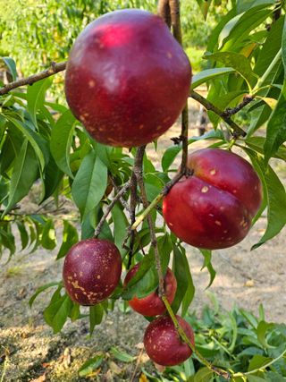 호박17099님의 복숭아 · 영농일지 작성글 사진