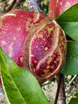 호박17099님의 복숭아 · 영농일지 작성글 사진