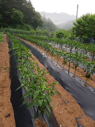 이학구님의 고추 · 영농일지 작성글 사진
