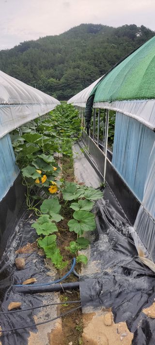 양선옥님의 호박 · 영농일지 작성글 사진