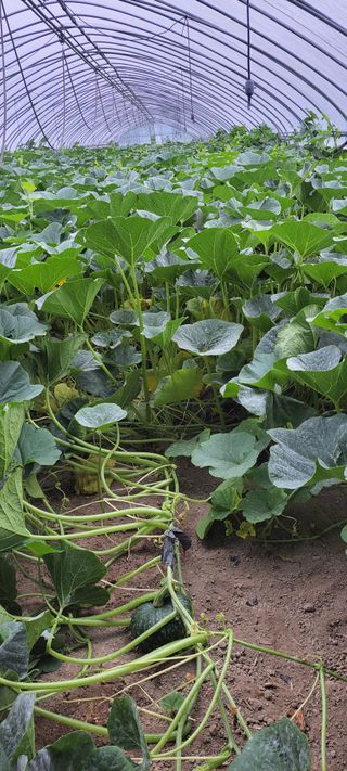 양선옥님의 호박 · 영농일지 작성글 사진