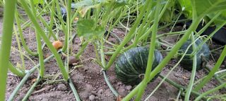 양선옥님의 호박 · 영농일지 작성글 사진