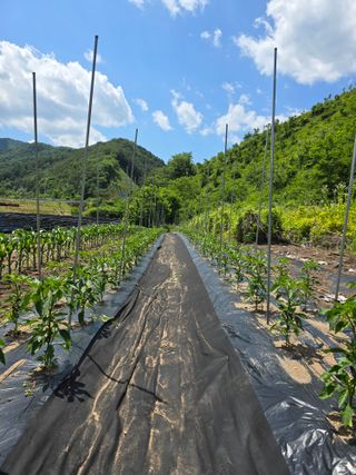 홍천 손춘목 님의 고추 · 영농일지 작성글 사진