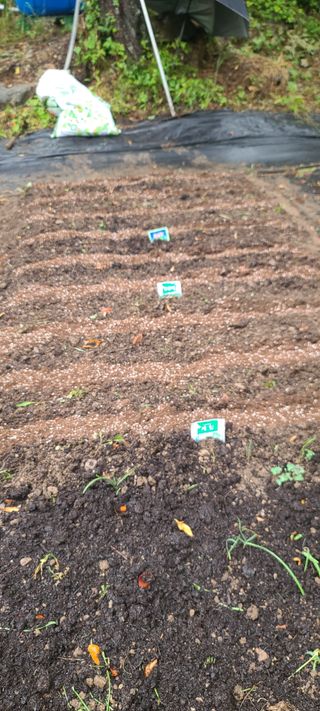 운림골님의 상추 · 영농일지 작성글 사진