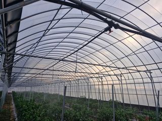 이미자님의 고추 · 영농일지 작성글 사진