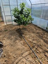 팜모닝 귤·영농일지 게시글 이미지