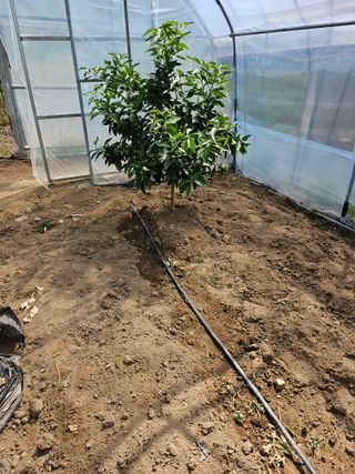 꿀벌과개미님의 귤 · 영농일지 작성글 사진