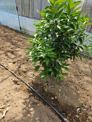 꿀벌과개미님의 귤 · 영농일지 작성글 사진