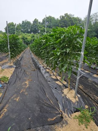 꿀벌과개미님의 귤 · 영농일지 작성글 사진