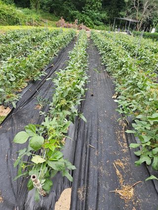 꿀벌과개미님의 귤 · 영농일지 작성글 사진