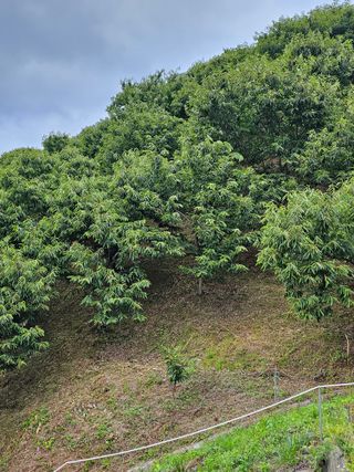 처마밑에추녀님의 기타작물 · 영농일지 작성글 사진