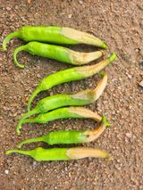 팜모닝 농사, 무엇이든 물어보세요!·참여글 게시글 이미지