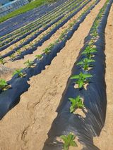 팜모닝 참깨·영농일지 게시글 이미지