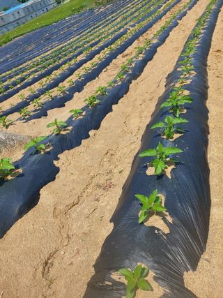 매실9654님의 참깨 · 영농일지 작성글 사진