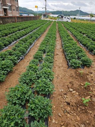 꿀벌과개미님의 귤 · 영농일지 작성글 사진